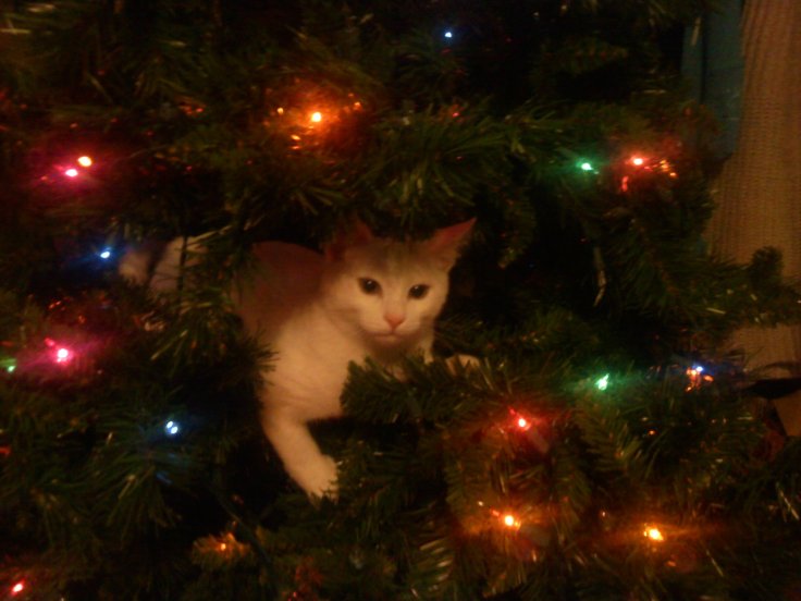 132645_1243601227447_6471614_o